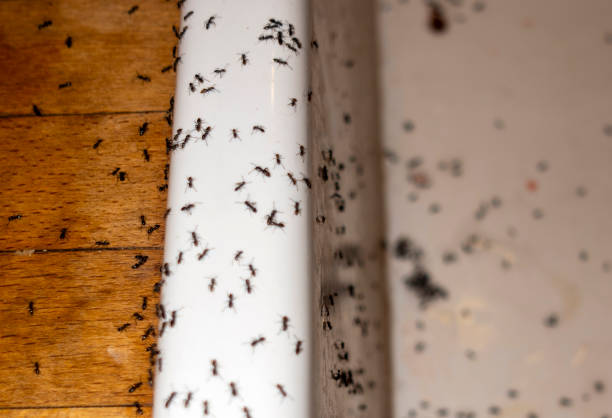 Best Mosquito Control Services  in Huron, SD