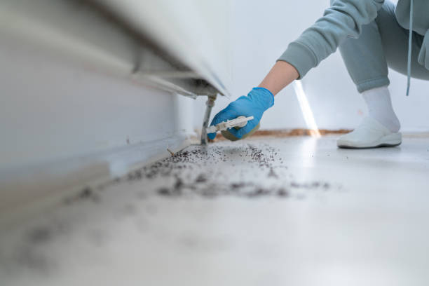 Wasp Removal Services in Huron, SD